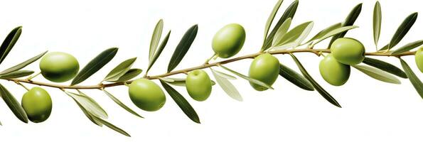 ai généré olive arbre bifurquer, vert Olives et feuilles sur blanc Contexte. ai généré. photo