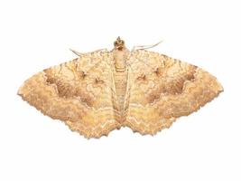 Papillon coquille jaune isolated over white
