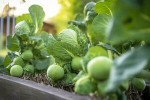 ai généré Frais biologique Bruxelles choux croissance dans le jardin. croissance posséder des fruits, des légumes. ai généré photo