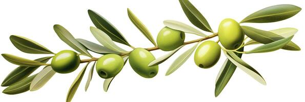 ai généré olive arbre bifurquer, vert Olives et feuilles sur blanc Contexte. ai généré. photo