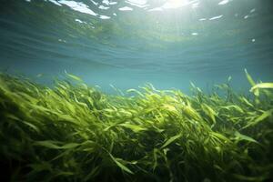 ai généré sous-marin vue de une groupe de fond marin avec vert herbiers marins. ai généré photo