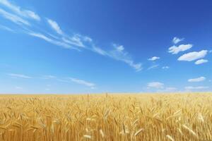 ai généré blé champ en dessous de bleu ciel. ai généré photo