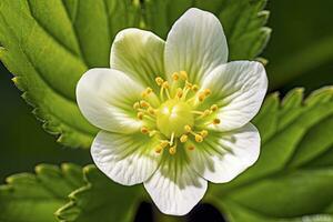 ai généré fraise fleur. ai généré photo