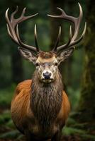 ai généré proche en haut de rouge cerf cerf. ai généré photo