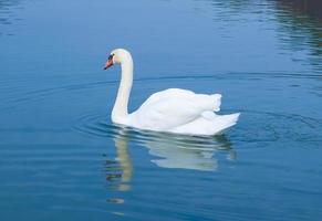 cygne sur le lac photo