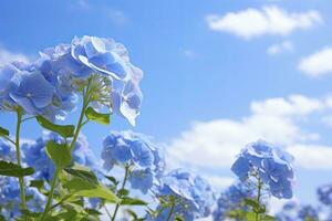 ai généré bleu français hortensia en dessous de bleu ciel. ai généré photo