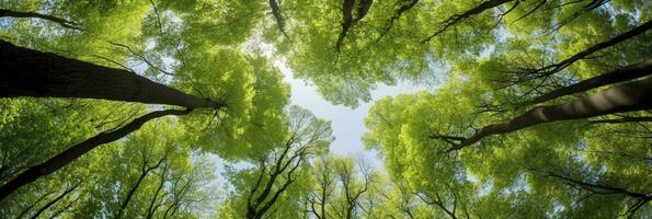 ai généré à la recherche en haut à le vert hauts de des arbres. ai généré photo