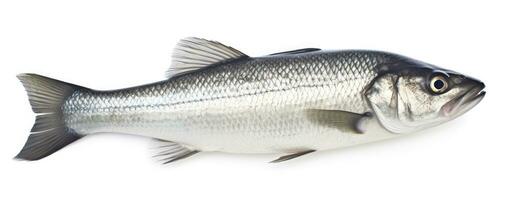 ai généré un Frais mer basse poisson isolé sur blanc Contexte. ai généré. photo