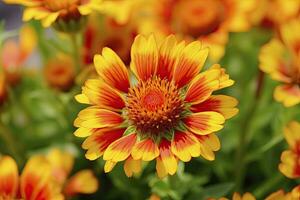 ai généré gaillardia ou couverture fleur. brillant et coloré nuances de chaud tons. ai généré photo