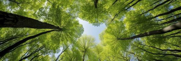 ai généré à la recherche en haut à le vert hauts de des arbres. ai généré photo