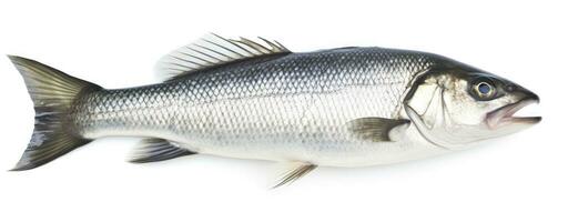 ai généré un Frais mer basse poisson isolé sur blanc Contexte. ai généré. photo