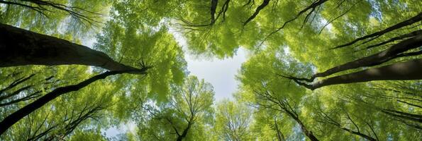 ai généré à la recherche en haut à le vert hauts de des arbres. ai généré photo