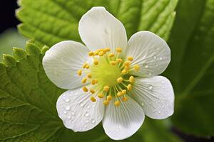 ai généré fraise fleur. ai généré photo