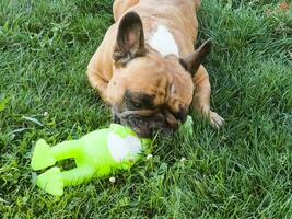 émotions de une faon français bouledogue en jouant avec une Nouveau jouet sur une vert pelouse. photo