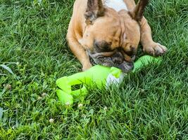 émotions de une faon français bouledogue en jouant avec une Nouveau jouet sur une vert pelouse. photo