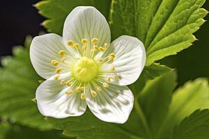 ai généré fraise fleur. ai généré photo