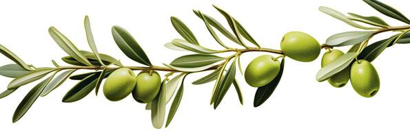 ai généré olive arbre bifurquer, vert Olives et feuilles sur blanc Contexte. ai généré. photo