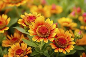 ai généré gaillardia ou couverture fleur. brillant et coloré nuances de chaud tons. ai généré photo