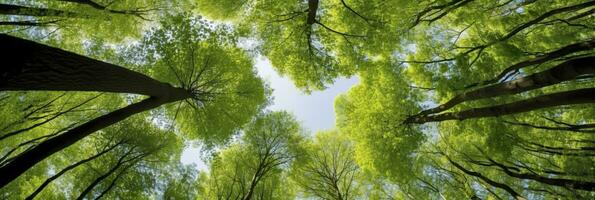 ai généré à la recherche en haut à le vert hauts de des arbres. ai généré photo