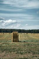 balles de paille sur un champ de blé récolté. approvisionnement alimentaire. l'agriculture pour nourrir l'humanité photo