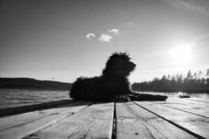 chien goldendoodle allongé sur une jetée et regardant un lac en suède. photos d'animaux