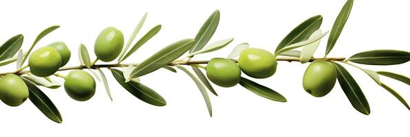 ai généré olive arbre bifurquer, vert Olives et feuilles sur blanc Contexte. ai généré. photo