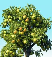 ai généré une magnifique vert Pomme arbre. ai généré photo