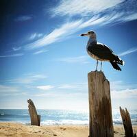 ai généré mouette sur le plage en dessous de bleu ciel. photo