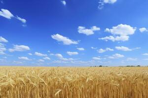 ai généré blé champ en dessous de bleu ciel. ai généré photo