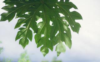 feuilles de papaye verte sur fond de ciel bleu, par une journée ensoleillée, motif de feuille de papaye, feuilles de papaye photo