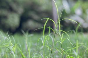 jeune herbe émergente avec un fond vert frais photo