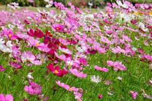 cosmos fleur dans proche en haut garde photo