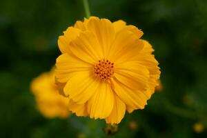 fleur de cosmos dans un jardin en gros plan photo