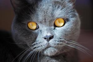 un chat gris de race britannique ou écossaise se trouve sur le lit photo