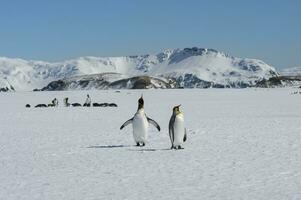 groupe de Roi manchot, aptenodytes patagonique, en marchant sur neige couvert Salisbury plaine, Sud Géorgie île, antarctique photo