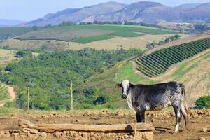 Lait vaches dans le serra da canastre, sao roque das mines, les mines gerais État, Brésil photo