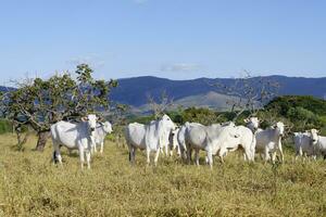 indo-brésil zébu vaches dans le serra da canastre, sao roque das mines, les mines gerais État, Brésil photo