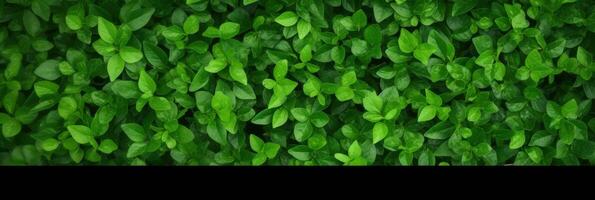 ai généré vert feuilles Contexte panorama vue photo