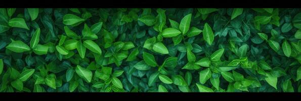 ai généré vert feuilles Contexte panorama vue photo