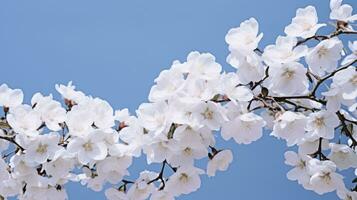 ai généré blanc des roses Floraison contre bleu ciel Contexte photo