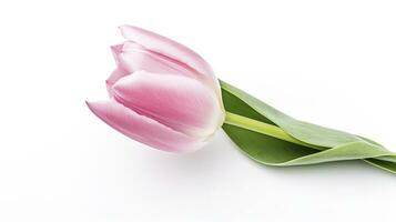 ai généré rose tulipe fleurs sur blanc Contexte photo