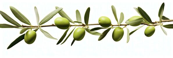 ai généré olive arbre bifurquer, vert Olives et feuilles sur blanc Contexte. ai généré. photo