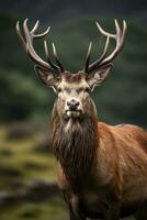 ai généré proche en haut de rouge cerf cerf. ai généré photo