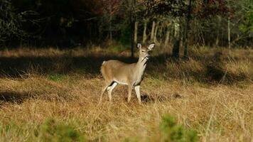 le mignonne cerf regarder à moi en alerte dans le l'automne forêt photo