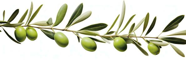 ai généré olive arbre bifurquer, vert Olives et feuilles sur blanc Contexte. ai généré. photo