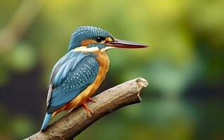 ai généré le commun martin-pêcheur marécages oiseau coloré plumes de différent des oiseaux. génératif ai photo