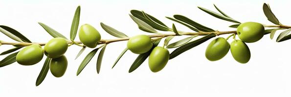 ai généré olive arbre bifurquer, vert Olives et feuilles sur blanc Contexte. ai généré. photo