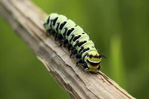 ai généré chenille queue d'aronde papillon. généré ai. photo