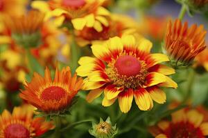 ai généré gaillardia ou couverture fleur. brillant et coloré nuances de chaud tons. ai généré photo