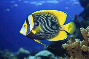 ai généré magnifique poisson ange dans le océan. ai généré photo